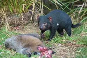 Sarcophilus: Tasmanian Devil eating Red-necked Wallaby carcass