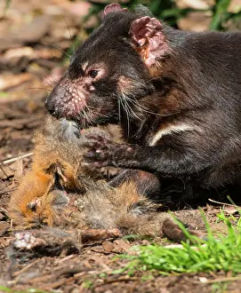 Sarcophilus: Tasmanian Devil eating Red-necked Wallaby carcass