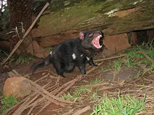 Approx: Tasmanian Devil - female with mouth open and young