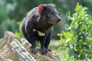 Sarcophilus: Tasmanian Devil female near den