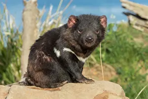 Tasmanian Devil female near entrance to den