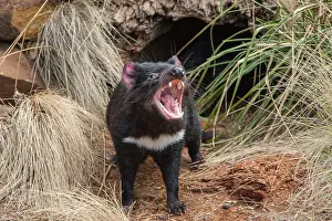 Sarcophilus: Tasmanian Devil female near entrance to den threat display