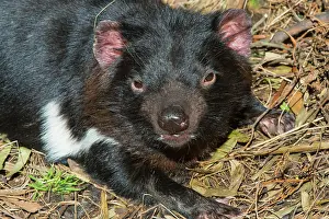 Sarcophilus: Tasmanian Devil female resting near entrance to den