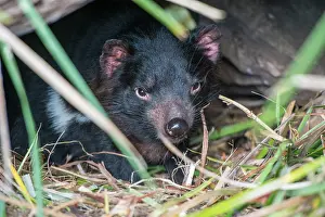 Sarcophilus: Tasmanian Devil female resting near entrance to den