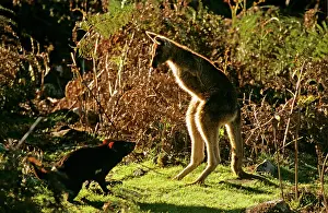 Forester: Tasmanian Devil and Forester Kangaroo (Macropus