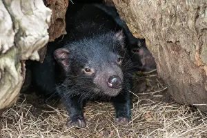 Dens: Tasmanian devil a juvenile at entrance to den