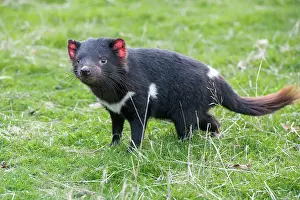 Tasmanian Devil juvenile searching for food