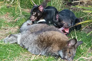 Sarcophilus: Tasmanian Devil two juveniles eating Red-necked