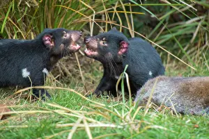 Tasmanian Devil juveniles squabbling over carcass