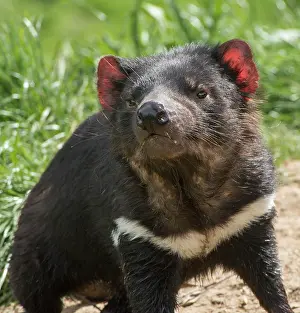 Sarcophilus: Tasmanian Devil male