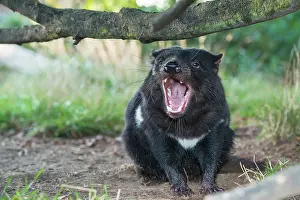 Sarcophilus: Tasmanian Devil male gaping threat display