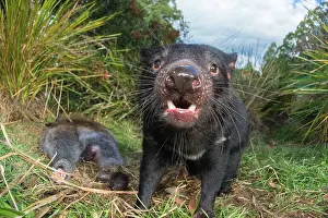 Growling: Tasmanian devil male gaping threat display to defend