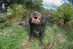 Growling: Tasmanian devil male gaping threat display to defend