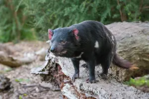 Sarcophilus: Tasmanian Devil male near den