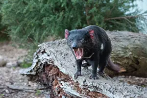 Sarcophilus: Tasmanian Devil male near den gaping threat display