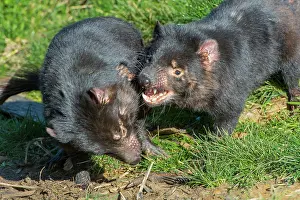 Sarcophilus: Tasmanian Devil male near den males fighting over food