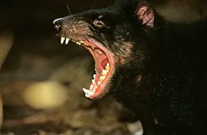 Worn: Tasmanian devil - mouth open showing teeth not