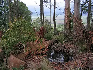 Harrisii: Tasmanian Devil - natural habitat