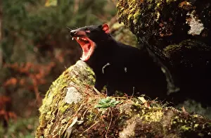Burrows: TASMANIAN DEVIL - roaring