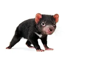 Devil: Tasmanian Devil (Sarcophilus harrisii), joey