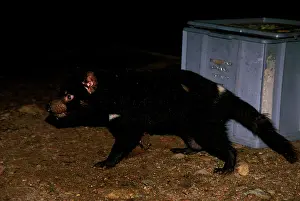 Campground: Tasmanian devil (Sarcophilus harrisii) scavenging
