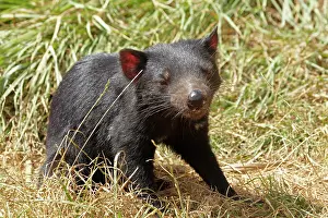 Devil: Tasmanian Devil (Sarcophilus harrisii), Tasman