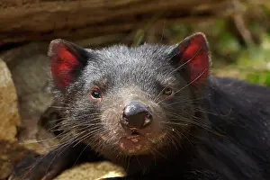 Devil: Tasmanian Devil (Sarcophilus harrisii), Tasman