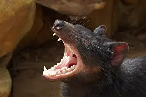 Devil: Tasmanian Devil (Sarcophilus harrisii), Tasman