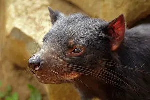 Away: Tasmanian Devil (Sarcophilus harrisii), Tasman