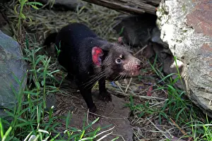 Sarcophilus: Tasmanian devil (Sarcophilus harrisii), Tasmanian