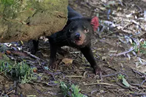Sarcophilus: Tasmanian devil (Sarcophilus harrisii), Tasmanian