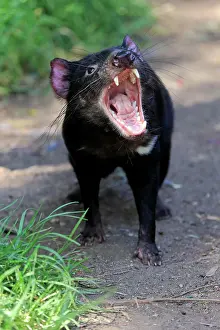 Sarcophilus: Tasmanian devil (Sarcophilus harrisii), Tasmanian