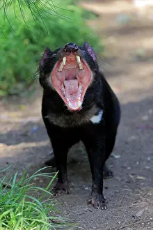 Sarcophilus: Tasmanian devil (Sarcophilus harrisii), Tasmanian