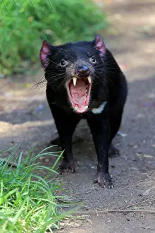 Sarcophilus: Tasmanian devil (Sarcophilus harrisii), Tasmanian