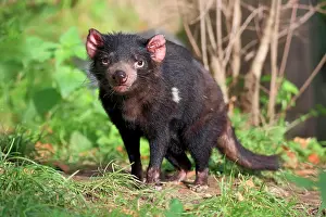 Tasmanian devil (Sarcophilus harrisii), Tasmanian