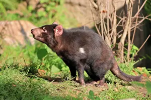 Devil: Tasmanian devil (Sarcophilus harrisii), Tasmanian