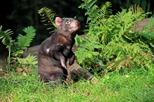Devil: Tasmanian devil (Sarcophilus harrisii), Tasmanian