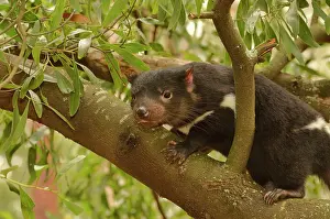 Devil: Tasmanian Devil (Sarcophilus harrisii) Young devil