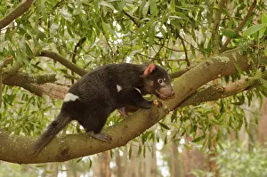 Devil: Tasmanian Devil (Sarcophilus harrisii) Young devil