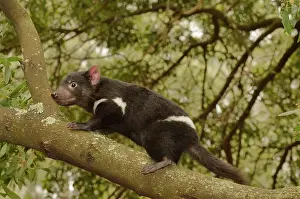 Devil: Tasmanian Devil (Sarcophilus harrisii) Young devil