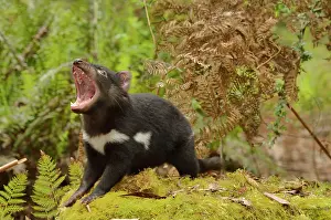 Devil: Tasmanian Devil Sarcophilus harrisii Young devil