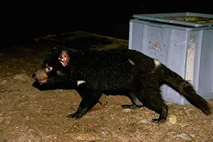 Auscape - Named Photographers: Tasmanian devil - Scavenging for food at camp ground
