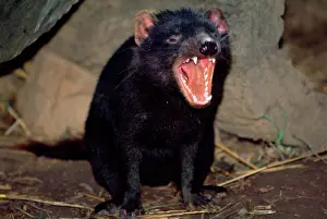 Adversary: Tasmanian Devil - showing teeth - snarling in rage