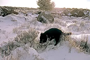 Weight: Tasmanian Devil - in snow; travelling in snow is