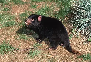 Devil: TASMANIAN DEVIL - soaking up early morning sun near