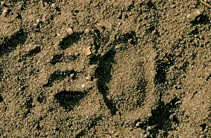 Pugmarks: Tasmanian Devil - spoor in sand; animals often