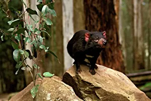 Release: Tasmanian devil - Study animal standing on rock