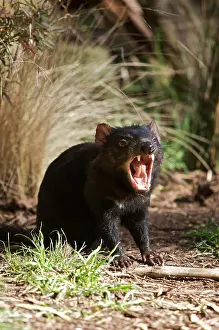 Devil: Tasmanian Devil at Trowunna Wildlife Sanctuary