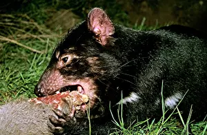 Older: Tasmanian Devil - young animal eating (older animals