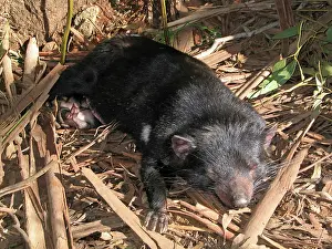 Approx: Tasmanian Devil - young approx. 10 weeks old